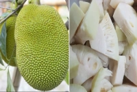 ৪ উপকারিতা কাঁচা কাঁঠাল খাওয়ার