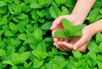 পুদিনা পাতা খাওয়ার ৫ উপকারিতা