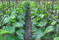 যারা পান খান তাদের জন্য সুখবর!