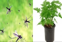 যে দুই গাছ প্রাকৃতিক সুগন্ধি ছড়ায়, যা মশা তাড়ায়!