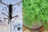 যে দুই গাছ প্রাকৃতিক সুগন্ধি ছড়ায়, যা মশা তাড়ায়!
