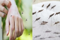 যাদেরকে মশা বেশি কামড়ায়, যেকারণে
