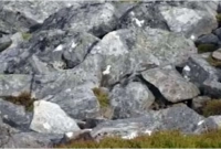 যা দেখতে পাবেন ছবিটি জুম করলে! অবাক হবেন