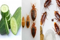 মাত্র ৫ মিনিটে শসা দিয়ে তাড়ান ঘরের সব ছারপোকা ও তেলাপোকা