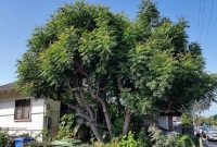 নিমগাছকে বলা হয় ‘প্রকৃতির ফার্মেসি’! কিন্তু কেন জানেন?