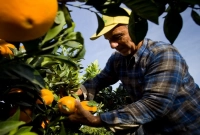 দৈনিক ৬ ঘন্টার কাজে বেতন ৫ লাখ, তবুও মিলছে না শ্রমিক