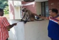 এবার-মাগুরাতে-ঘটেছে-অবিশ্বাস্য-এক-ঘটনা