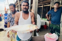 জেলের জালে রাজা ইলিশ, বিক্রি ৬২০০ টাকায়