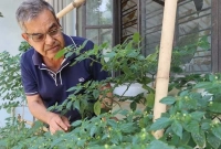 বিশ্বের ‘সবচেয়ে দামি’ মরিচ গাছ কুমিল্লায়, প্রায় ২৮ লাখ প্রতি কেজির দাম