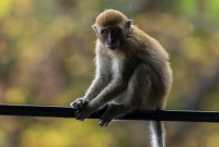 সাক্ষী দিতে আনা হয়েছিল আদালতে, ভিড়ের সুযোগ নিয়ে পালাল বাঁদরছানা