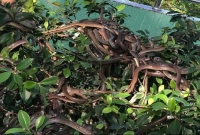 গাছে নেই কোনও ফুল-ফল, ঝুলছে 'শত শত বিষধর সাপ!'