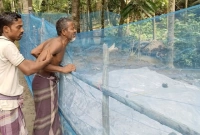 তিনটি কবর পাশাপাশি, বিলাপ করে কাঁদছেন বাবা-মা