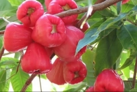 জামরুল খাওয়ার যত উপকারিতা