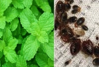 পুদিনা পাতা দিয়ে তাড়ান ঘরের সব ছারপোকা 