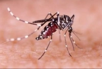 দিনে নাকি রাতে, ডেঙ্গু মশা কখন কামড়ায়?