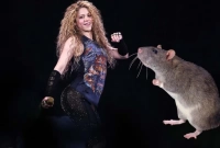 হঠাৎ ইঁদুরের আক্রমণে চমকে উঠলেন শাকিরা! (ভিডিওসহ)