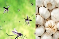 মশা তাড়ান ৫টি প্রাকৃতিক গন্ধ দিয়ে!
