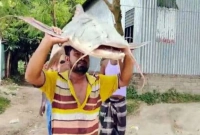 ৫১ হাজার ৩০০ টাকায় বিক্রি পদ্মায় ধরা ৩৮ কেজির বাগাইড়