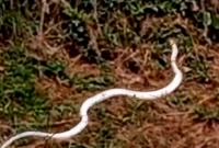 বৃষ্টির পরই দেখা মিললো দুধসাদা সাপের! (ভিডিও)