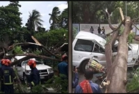 ঢাকায় চলন্ত গাড়ির ওপর ভেঙে পড়ল গাছ