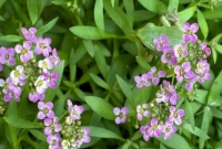 পাতার মধ্যে কী লুকিয়ে রয়েছে? ছবিটি জুম করলে বুঝবেন