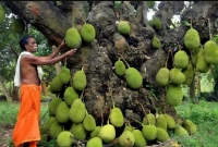 কাঁঠাল গাছটি টানা ২০০ বছর ধরে ফল দিয়ে যাচ্ছে!
