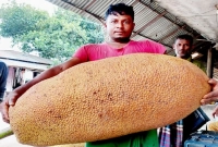 এত্ত বড় কাঁঠাল! ওজন জানলে অবাক হবেন!