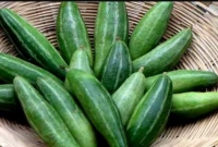 ৯০% মানুষ জানে না পটলের ইংরেজি নাম!