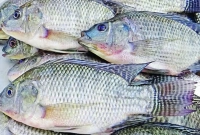 আসলেই-কী-তেলাপিয়া-মাছ-খাওয়া-ক্ষতিকর-