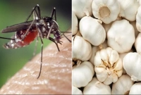 রসুন দিয়ে তাড়ান ঘরের সব মশা