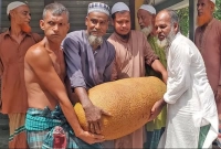 ৫২ কেজি এক কাঁঠালের ওজন!