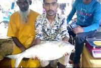 বহু বছর পর এতবড় ইলিশ চোখে দেখলাম
