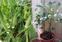  সহজে টবে ঢেঁড়স চাষ করুন