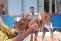 ৬ পা বিশিষ্ট বাছুরের জন্ম, দেখতে মানুষের ভিড়