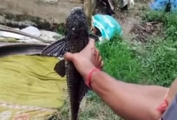 এক অদ্ভুদ মাছ ধরা পড়লো জেলের জালে!