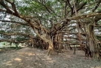 চারশ বছরের এই বটগাছের পাতা কেউ জ্বালালে তার জ্বর আসে!
