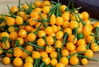 বাড়ি-গাড়ি, ফ্ল্যাট এক কেজি মরিচের দামে!