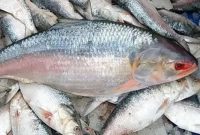 কোন ধরণের ইলিশ বেশি সুস্বাদু হয়? চেনার সহজ উপায়!