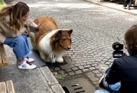 শখপূরণে কুকুর হতে গিয়ে এখন মহা বিপদে জাপানি সেই ব্যক্তি