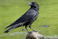 যে কারণে কাককে সবচেয়ে বুদ্ধিমান পাখি বলা হয়!