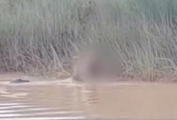 কোন প্রাণীর ব্রেইন অর্থাৎ মাথা থাকে না?