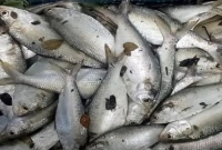 ৯৫ টি জ্যান্ত ইলিশ মিলল পুকুরে!