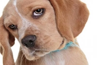 কুকুর কোন দেশে জাতীয় প্রাণী?