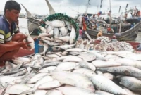 হাসি জেলেদের মুখে, জাল ফেললেই ঝাঁকে ঝাঁকে ইলিশ, কমেছে দাম