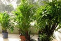 আমরা কি অক্সিজেন বেশি পাবো ঘরে গাছ থাকলে?