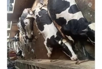 একসঙ্গে ১১ গরুর মৃত্যু, কাঁদতে কাঁদতে যা জানালেন মালিক আসাদুজ্জামান