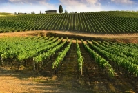 এবার ৪০ হাজার কর্মী নেবে ইতালি, অনুমতি দিতে আইন পাস