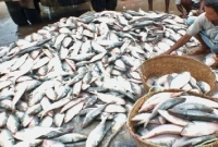 একসঙ্গে এত ইলিশ আমার ট্রলারে আর কোনোদিন ধরা পড়েনি