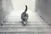 বিড়ালটি সিঁড়ি দিয়ে নামছে নাকি উঠছে? দেখুন তো বুঝেন নাকি?