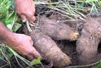 আলু চাষে সফল দুই কৃষক, প্রতিটির ওজন ৭ থেকে ৮ কেজি আলু চাষে সফল দুই কৃষক, প্রতিটির ওজন ৭ থেকে ৮ কেজি